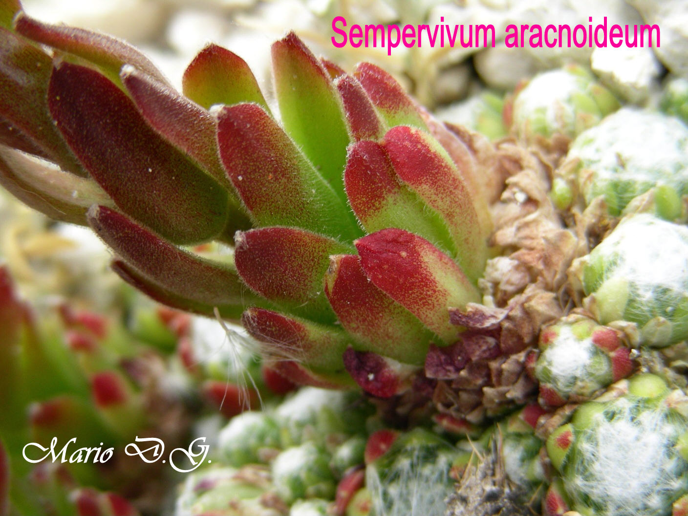 Sempervivum aracnoideum... sul Gran Sasso d''Abruzzo